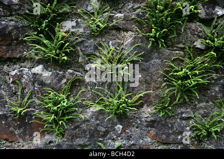 Maidenhair Spleenwort Asplenium trichomanes plantes poussant sur un mur de calcaire humide à Somerset Banque D'Images