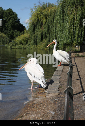 Deux pélicans au St James's Park, à Londres, Angleterre, Royaume-Uni Banque D'Images