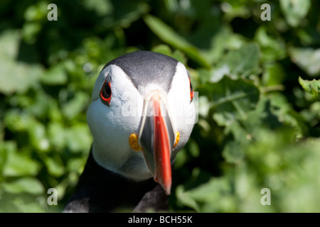 Macareux moine sur l'Iles Farne au large de la côte nord-est de l'Angleterre Banque D'Images