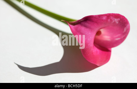 Ombre chinoise - Cala Lily Banque D'Images