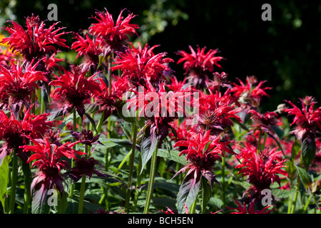 Jardin rouge en gras de frontière Monarda - Bergamote, UK Banque D'Images