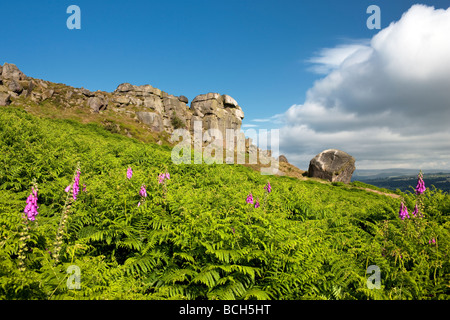 Veau vache et rochers, sur Ilkley Moor, Yorkshire UK Banque D'Images