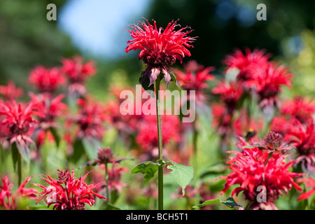 Jardin rouge en gras de frontière Monarda - Bergamote, UK Banque D'Images