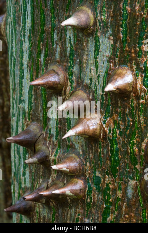 Kapok (Ceiba pentandra) close-up d'écorce Banque D'Images