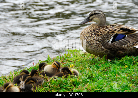 Canetons et mère Mallard sur les rives de la Tamise à Oxford. Banque D'Images