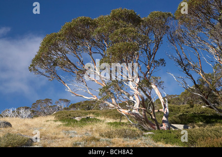 Les gommes neige Charlotte Pass Parc National de Kosciuszko montagnes enneigées du New South Wales Australie Banque D'Images