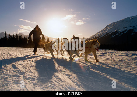 Hiver Ski-jouring @ Girdwood Southcentral AK Banque D'Images