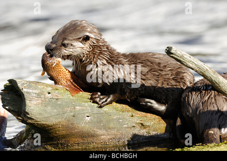 Stock photo d'une loutre de rivière pup assis sur un journal de manger une truite, le Parc National de Yellowstone, Montana, 2009. Banque D'Images