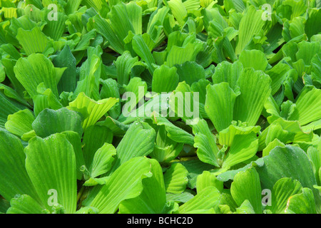 La laitue d'eau Pistia stratiotes shellflower chou eau close up Banque D'Images