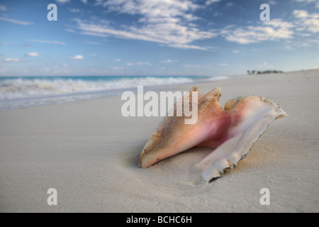 Chonch sur Shell Beach Strombus gigas Providenciales Océan Atlantique de la mer des Caraïbes Turks et Caïques Banque D'Images