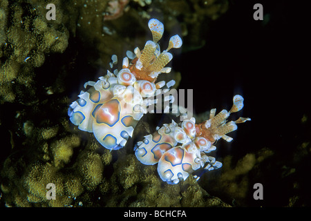 Paire de crevettes Arlequin Hymenocera elegans Similan La mer d'Andaman en Thaïlande Banque D'Images