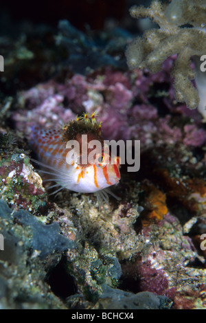 Isopode Parasite sur Coral Hawkfish Nerocila sp Cirrhitichthys falco le Parc National de Komodo moindre Îles de la sonde en Indonésie Banque D'Images