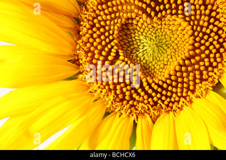 Étamines en forme de cœur sur un tournesol Banque D'Images