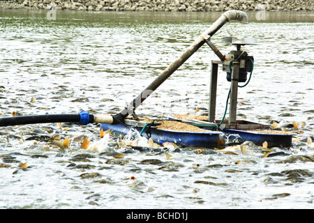 La vallée de Beit Shean Israël Kibboutz Maoz Haim poisson Pêche station d'alimentation flottant dans le centre de la piscine Banque D'Images