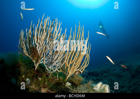 Gorgones blanches d'éventails de mer et plongeur Eunicella singularis Aire marine protégée de Punta Campanella Méditerranée Sorrente Italie Banque D'Images