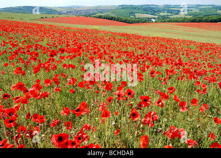 Un champ de coquelicots en fleurs Banque D'Images