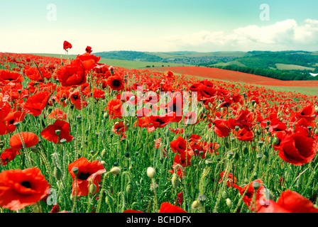 Un champ de coquelicots en fleurs Banque D'Images