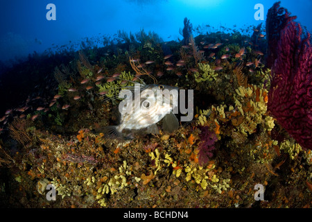 John Dory Fish St Pierre Zeus faber Massa Lubrense Péninsule de Sorrente Campanie Thyrrhenian Sea Mer Méditerranée Italie Banque D'Images