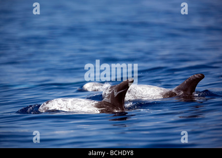 Dauphins Rissos Grampus griseus Pico Açores Portugal Atlantique Banque D'Images