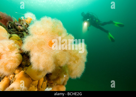 Scuba Diver avec Anémone Metridium plumeuses senils Stromsholmen Océan Atlantique Norvège Banque D'Images