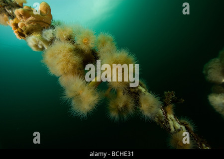 Les coraux d'eaux froides Anémone plumeuses Metridium senils Stromsholmen Océan Atlantique Norvège Banque D'Images