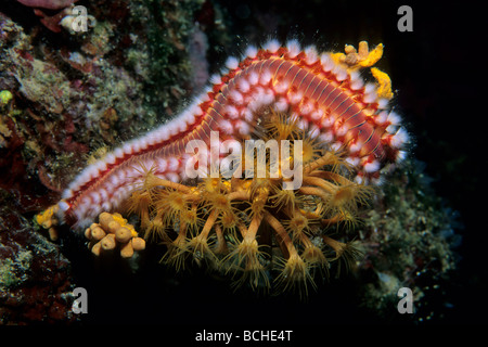 Tordeuse des canneberges barbu se nourrit de cluster jaune anemone Hermodice carunculata Vela Luka korcula croatie Mer Adriatique Dalmatie Île Banque D'Images