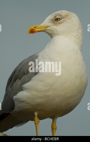 Yellow-legged Gull (Larus michahellis) Banque D'Images