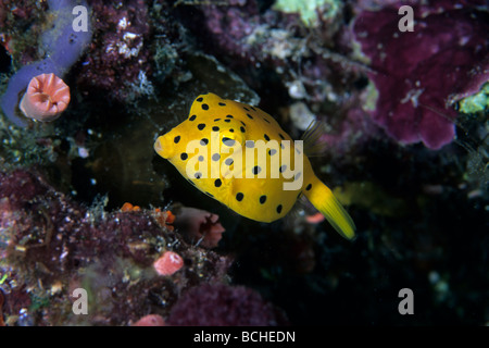 Jaune Ostracion cubicus juvénile Boxfish Célèbes Wakatobi Indonésie indo-pacifique Banque D'Images