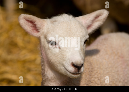 Agneau nouveau-né dans le Shropshire. Banque D'Images