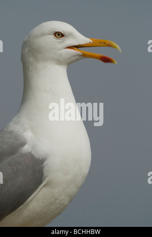 Yellow-legged Gull (Larus michahellis) Banque D'Images