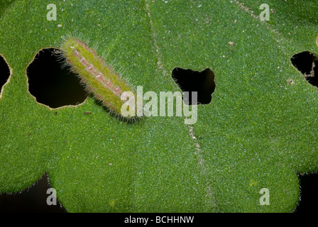 Géranium Cacyreus marshalli (bronze) Banque D'Images