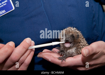 Hérisson, Erinaceus europaeus, bébé étant alimentés à la main Banque D'Images