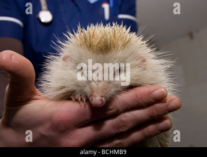 Hérisson Erinaceus europaeus, albinos, dans la main Banque D'Images