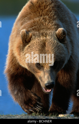 Portrait de l'avant pied Grizzly SC AK Alaska Grand Jeu d'été en captivité Banque D'Images