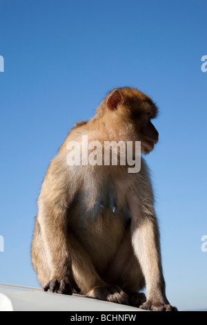 Barbary Macaque, Macaca sylvanus, Gibratlar Banque D'Images