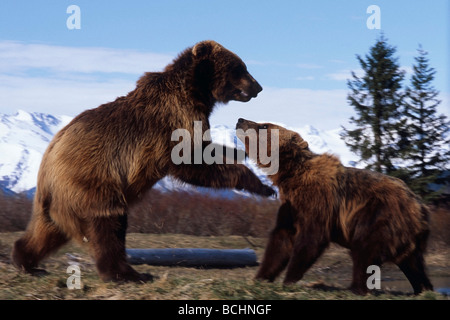 L'ours brun en captivité : deux combats jouer à l'Alaska Wildlife Conservation Center au printemps dans le sud de l'Alaska prisonnier Banque D'Images