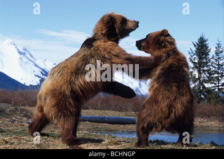 L'ours brun en captivité : deux combats jouer à l'Alaska Wildlife Conservation Center au printemps dans le sud de l'Alaska prisonnier Banque D'Images