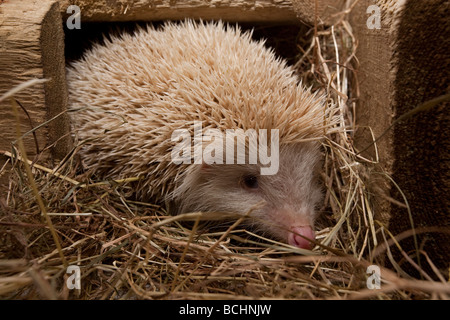 Hérisson Erinaceus europaeus, albinos, à la maison). Banque D'Images