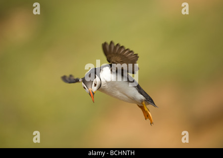 Macareux moine en vol sur l'île de Skomer Banque D'Images