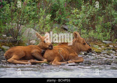 Jeunes orignaux w/mère reste en bord de la rivière de l'AK de l'été Banque D'Images