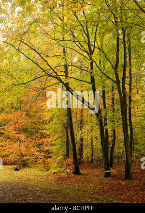 Les hêtres à Rishbeth Bois dans la forêt de Thetford dans couleurs d'automne. Banque D'Images