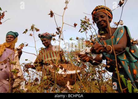 MALI , Faragouaran femmes agriculteur du village la récolte du coton équitable et biologique Banque D'Images