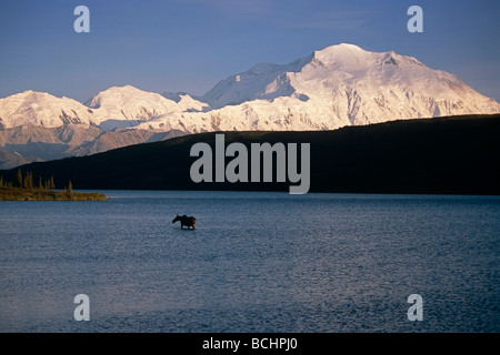 Les orignaux dans Wonder Lake Mt Mckinley Denali National Park l'été l'intérieur de l'Alaska, la lumière de fin de soirée Banque D'Images