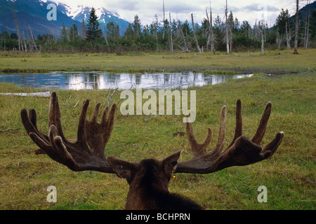 Bull Moose à l'ensemble de l'étang et paysage à l'Alaska Wildlife Conservation Center, Southcentral Alaska prisonnier Banque D'Images