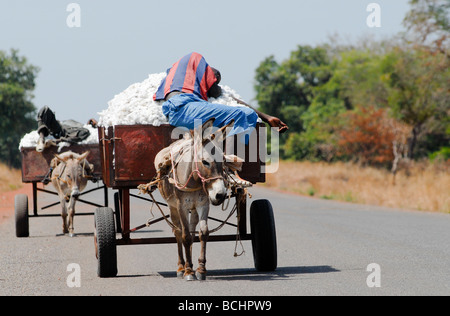 Afrique de l'Ouest, Mali, agriculteur récolte transport l'agriculture biologique et du commerce équitable par des ânes de coton, du pilote est en train de dormir contre les règles de circulation Banque D'Images