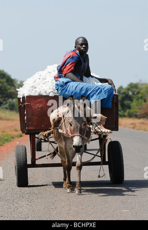 Mali, le transport agricole a récolté du coton avec un chariot âne, les ânes sont une cible des acheteurs chinois pour l'exportation pour produire de la gélantine à partir de la peau âne Banque D'Images