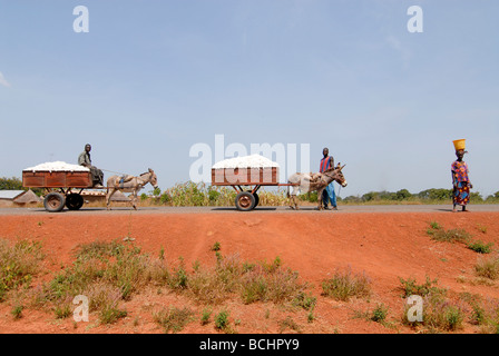 Afrique de l'Ouest, Mali, agriculteur bio et récoltés transport coton commerce equitable Banque D'Images