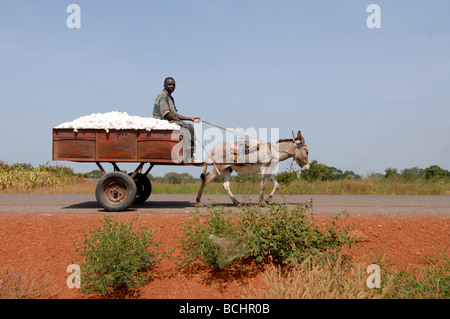 Mali, le transport agricole a récolté du coton avec un chariot âne, les ânes sont une cible des acheteurs chinois pour l'exportation pour produire de la gélantine à partir de la peau âne Banque D'Images