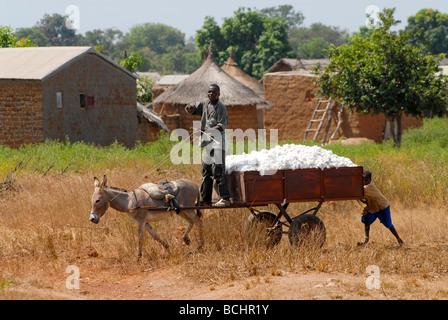 Mali, le transport agricole a récolté du coton avec un chariot âne, les ânes sont une cible des acheteurs chinois pour l'exportation pour produire de la gélantine à partir de la peau âne Banque D'Images