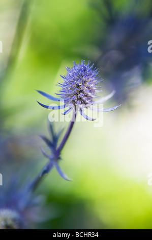 Eryngium planum 'Jade frost'. Fleur de houx de mer Banque D'Images